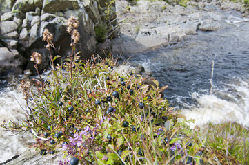 Bilberry (Vaccinium myrtillus) and wild thyme (Thymus praecox) above waterfall on Gameshope Burn near  Talla Water Scottish Borders