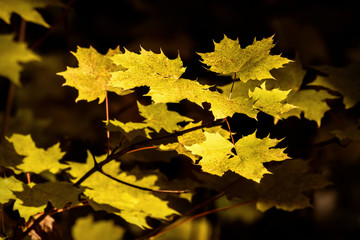 maple leaves yellow sunlight autumn