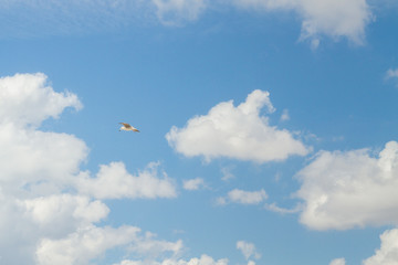 Bird Albatross is flying in the blue sky with white clouds