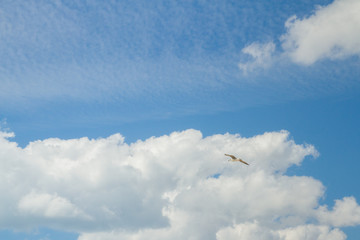 Fototapeta premium Bird Albatross is flying in the blue sky with white clouds