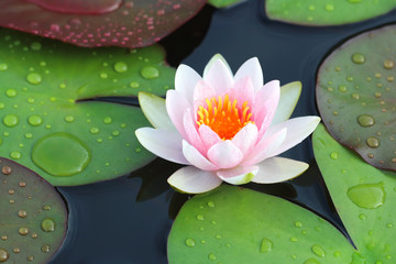 beautiful lotus flowers or waterlily in pond. - obrazy, fototapety, plakaty