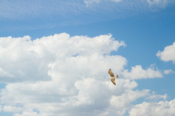 Bird Albatross is flying in the blue sky with white clouds