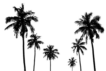 Fototapeta premium tropikalne palmy