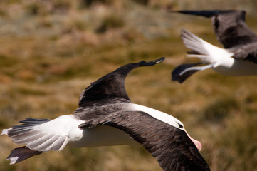 Black-Browed Albatross on Westpoint Island