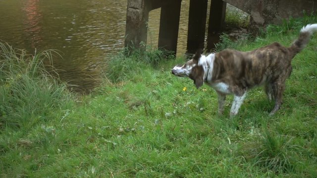 Cinemagraph - Dog shaking off water, slow motion . Looping Motion Photo.  (use only the first 44 frames looped to create a small optimized GIF cinemagraph) 