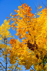 Maple tree in autumn colors