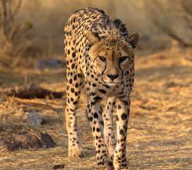 Gepard, Nationalpark Namibia
