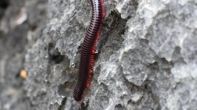 Closeup view of a large, venomous millipede crawls on the rocks in the forests of Thailand