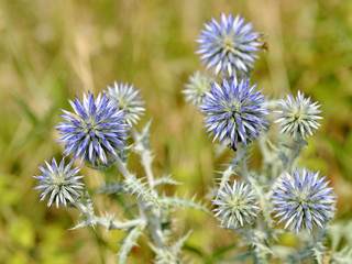 Closeup globe thistle of Echinops genus, in the Meditarranean scrubland in France