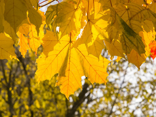 Leaves of Norway Maple, Acer platanoides, in autumn against sunlight with bokeh background, selective focus, shallow DOF