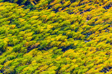  Laerchen in Herbstfarben als Hintergrund