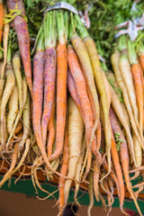 Bunch of organic colorful carrots