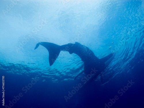 Philippines Undersea Whale Shark Rhincodon Typus Is A Filter