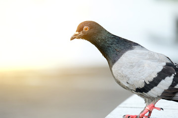 Close up Dove standing on the river in the morning