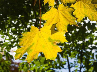 Leaves of Norway Maple, Acer platanoides, in autumn against sunlight with bokeh background, selective focus, shallow DOF