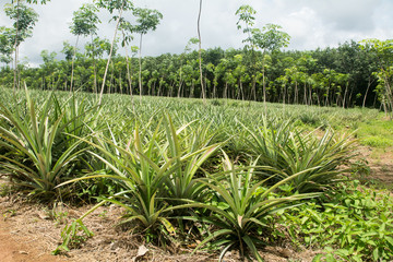 Fototapeta na wymiar Pineapple farm in Thailand (Planted by mixed rubber plantation)