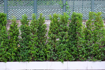Green trees decorate the walls and fences of houses, abstract backgrounds.