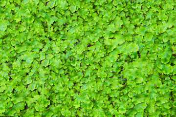 Fototapeta na wymiar Close-up of natural green ground cover