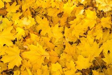 Naklejka na ściany i meble Fallen yellow autumn maple leaves. Background concept.