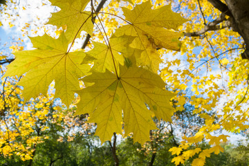 Yellow autumn maple leaves