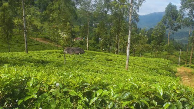Tea field in Sri Lanka