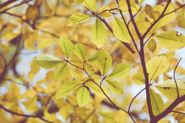 Season of beautiful autumn leaves