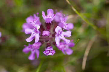 Wild thyme (Thymus praecox)