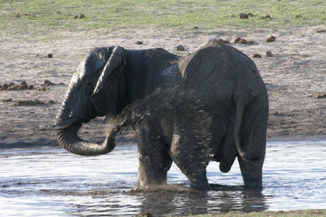 African elephant, Loxodonta africana, at waterhole Hwange National Park, Zimbabwe
