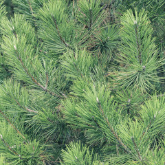 Fresh green soft focus close-up of pine tree