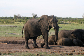 Obraz premium African elephant, Loxodonta africana, at waterhole Hwange National Park, Zimbabwe