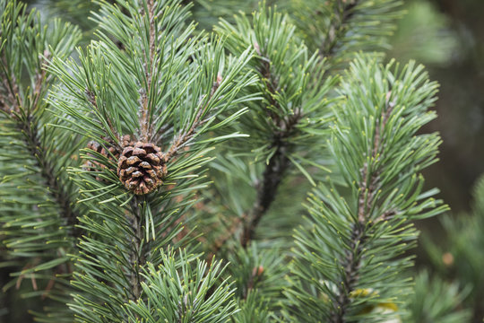 Fresh green soft focus close-up of pine tree