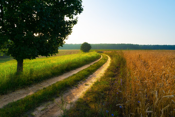 Fototapeta na wymiar Sun rises over field of wheat. Sunny day. Masuria, Poland.