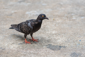 The pigeon standing isolated on the ground