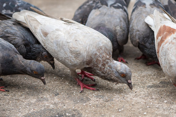 Fototapeta premium The pigeon peck the rice grain on the ground.