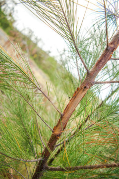 Pinecone tree closeup