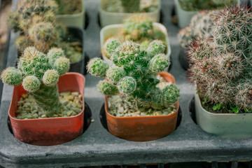 small cuctus at the cafe set