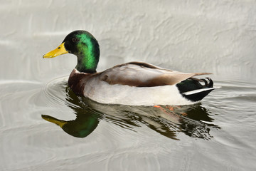 Ente Erpel