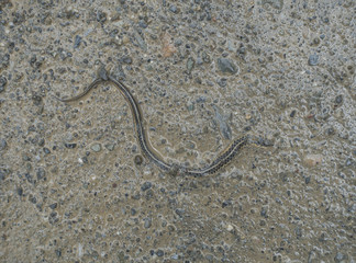 Dead Garter Snake Half Buried in a Road
