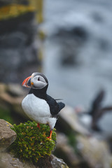 Puffin on the rocks at latrabjarg Iceland on a sunny day, Iceland, West Fjords.