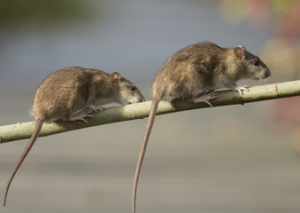 Brown rat