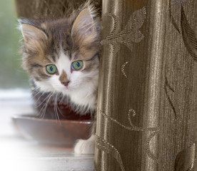 The cat is looking out from behind the curtain
