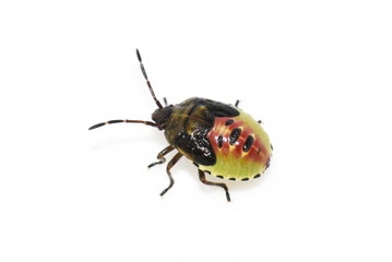 Birch shieldbug Elasmostethus interstinctus nymph