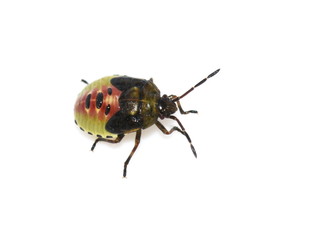 Birch shieldbug Elasmostethus interstinctus nymph