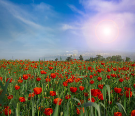 flower poppy nature meadow  sun