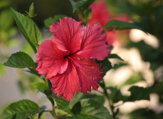 flower red hibiscus garden green leafs