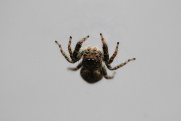 jumping spider