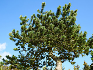 Young pine tree out in nature
