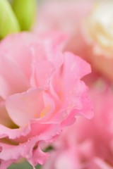 Obraz premium Makro szczegóły Pink Rose płatki z kropelek wody w ramce pionowej