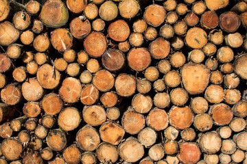 Gefällte Holzstämme zur Holzverarbeitung zur Abholung bereit