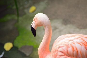 Closeup of Flamingo bird in Pond in horizontal frame